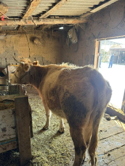 Продам корову 650 000тг