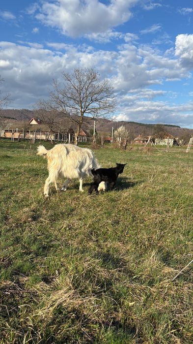Capre de vanzare, SE VAND SI SEPARAT!