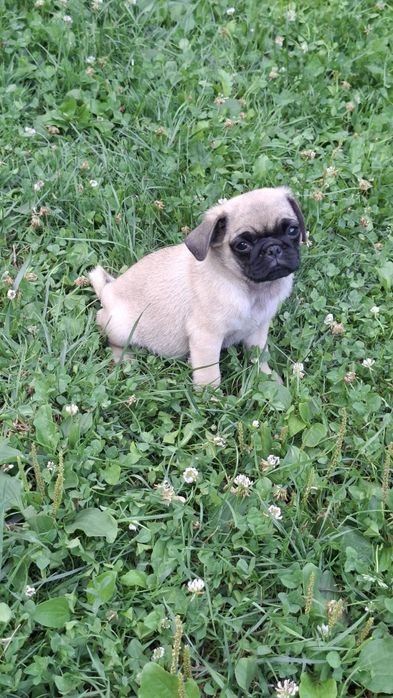 PUG MOPS .Transport in toata Ro