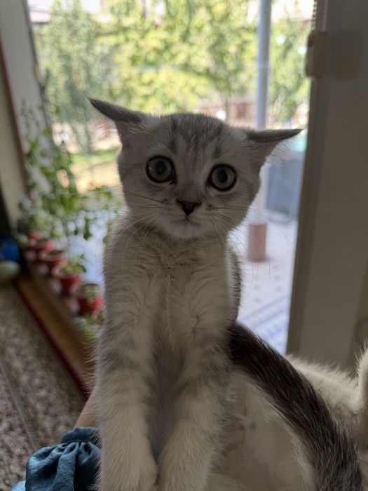 Серая шиншилла кот