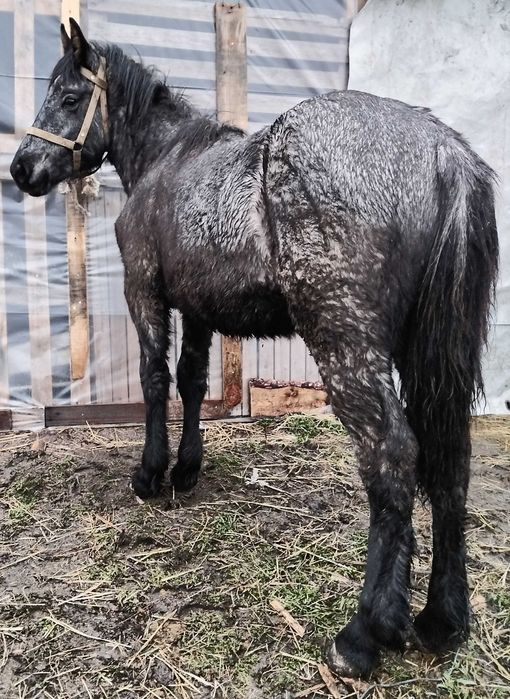 Мъжко Тежковозче