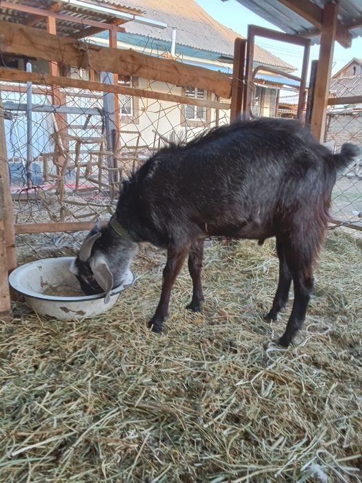 Продам англо-нубийского козла
