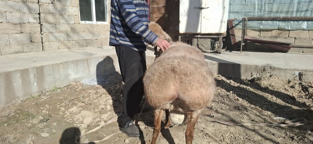 Arashan qochqor sotiladi