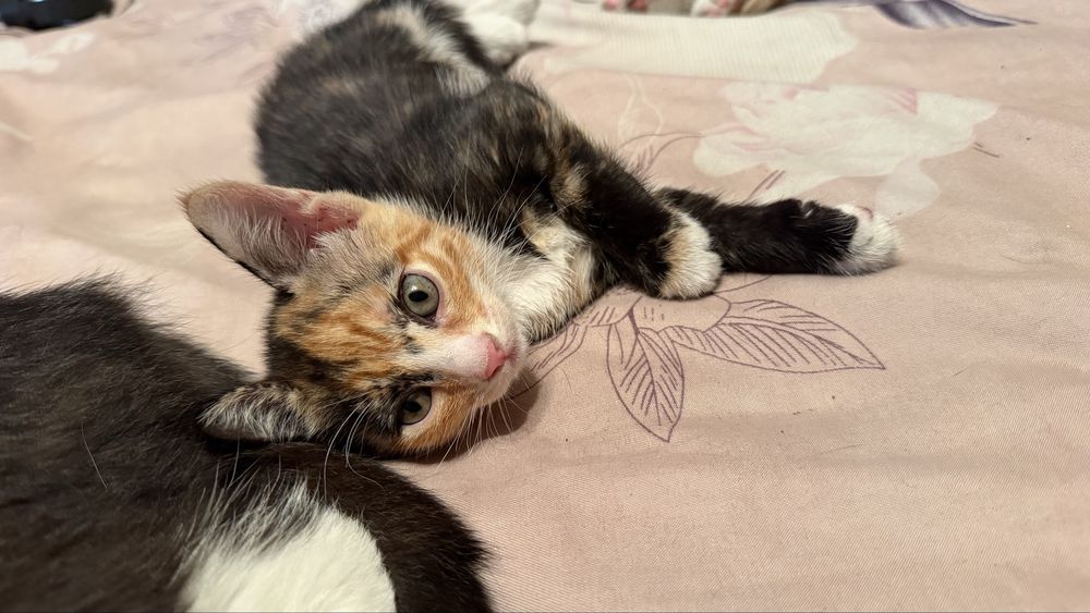Отдам котят в добрые руки !