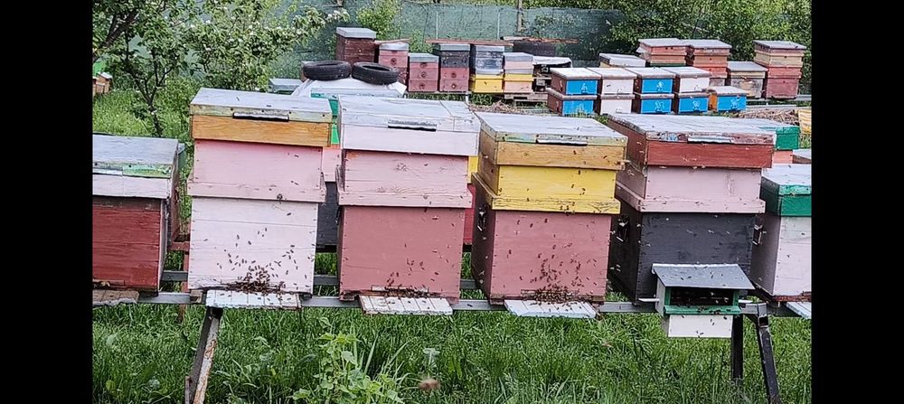 Vând familii de albine dadant 1/1. Cu sau fara  lada!