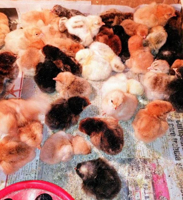 Pui de gaina romanesti de tara - 2-3 zile