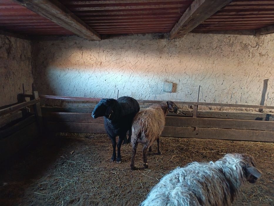 Ісек сатылады семіз