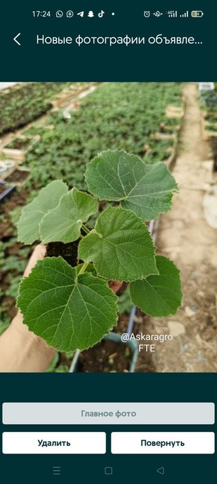 Павловния павлония саженцы корневые черенки