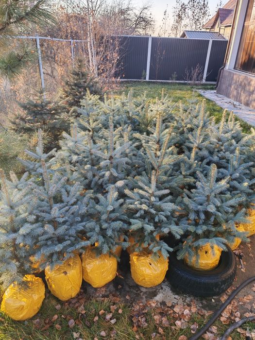 Ели голубые от 70 до 90см