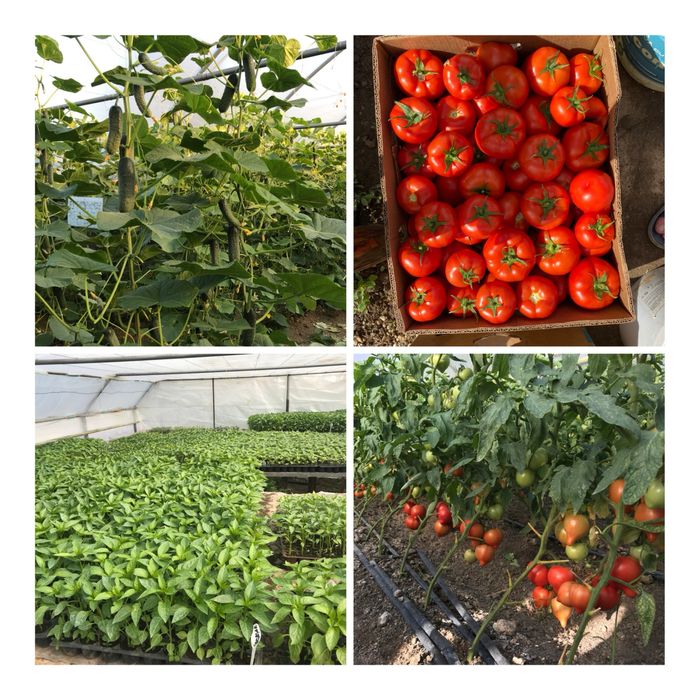 Rasaduri calitatea1 (priducator local)