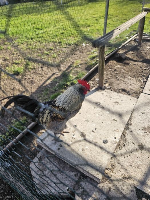 Петли на 4 месеца Амераукана и Легбар