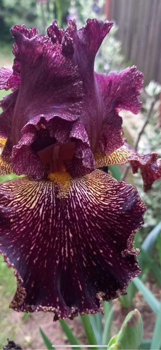 Bulbi de irisi 5 lei buc