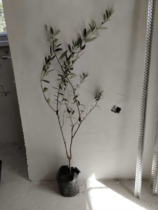 Студоустойчиви гръцки маслини