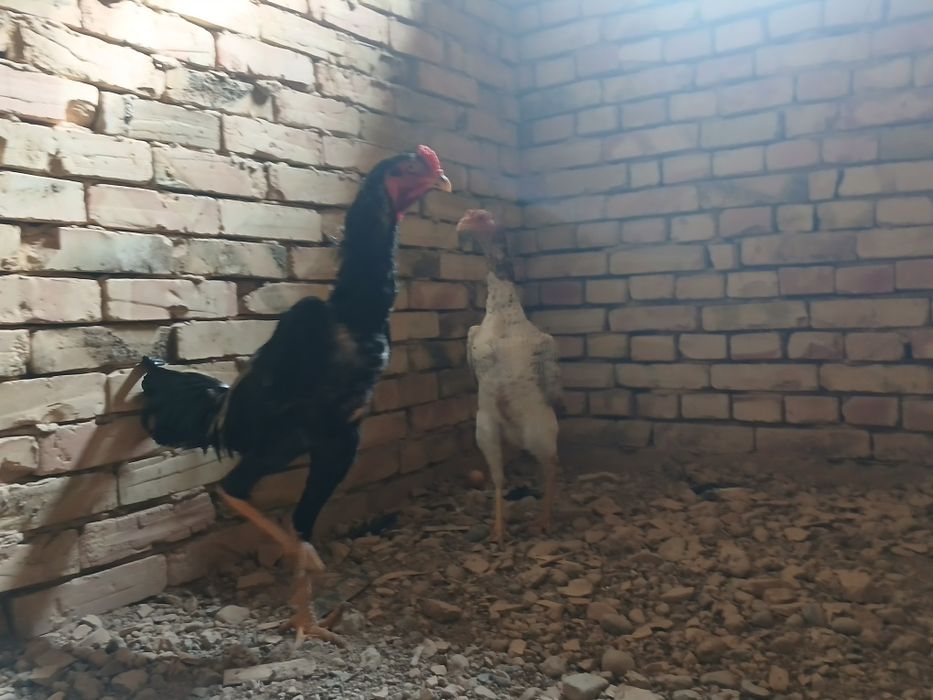 О шамо империя қоразы мен тауығы сатылады