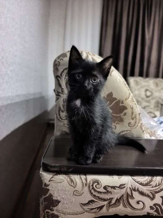 Отдам котенка в добрые руки