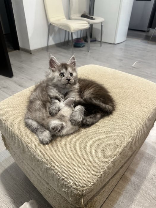 Pui maine coon cu pedigree 3 luni