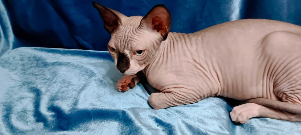 Канадский сфинкс