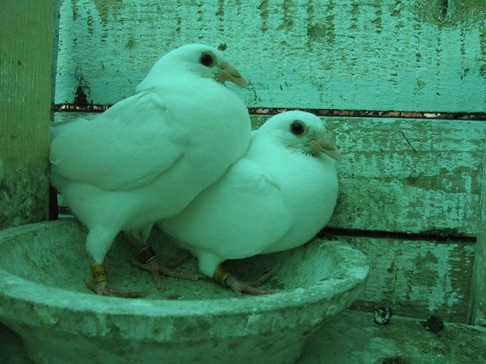 Vand voiajori albi , femele, masculi, perechi si pui