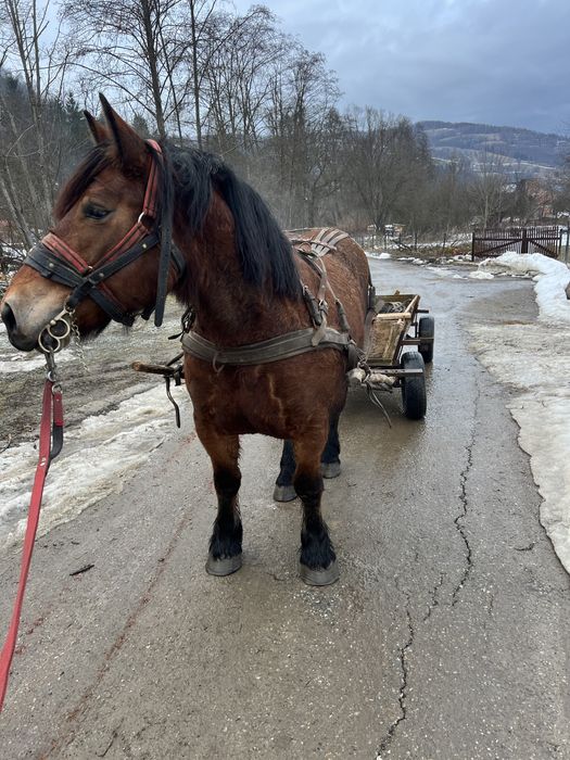 De vanzare iapa 4 ani ,