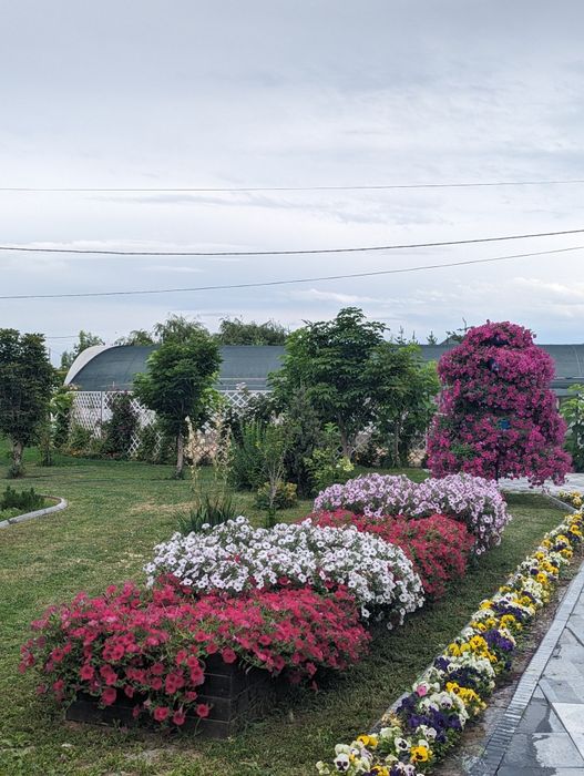 Ампельная петуния
