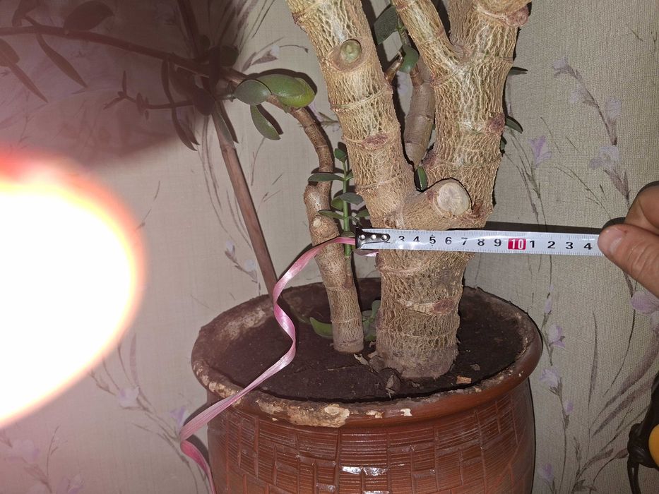 Денежное дерево. (Крассула, толстянка)