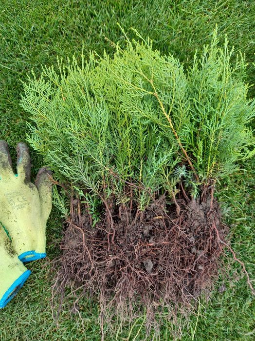 Tuia pachet 1000 buc.