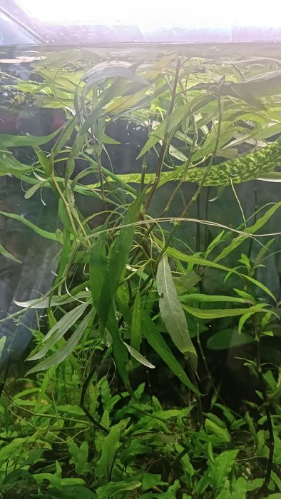 Аквариумные растения