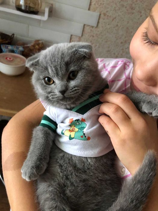 Кошка британская 3 месяца