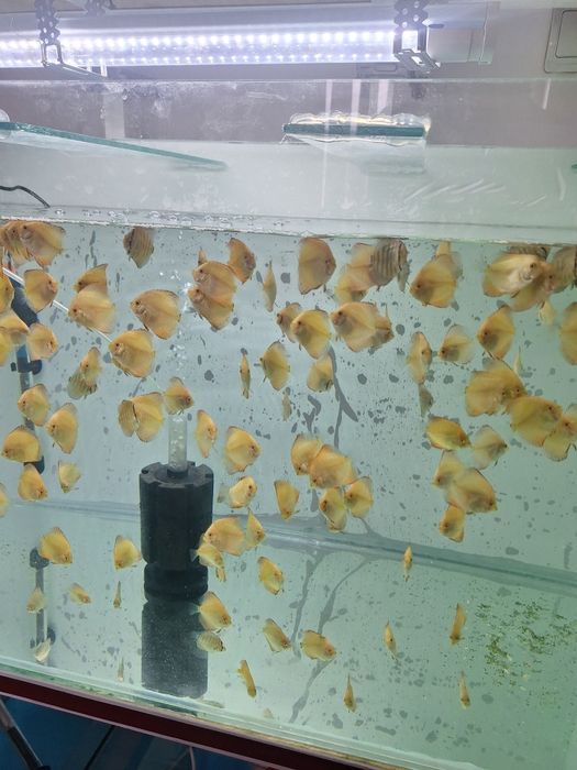 Pești discus de vanzare