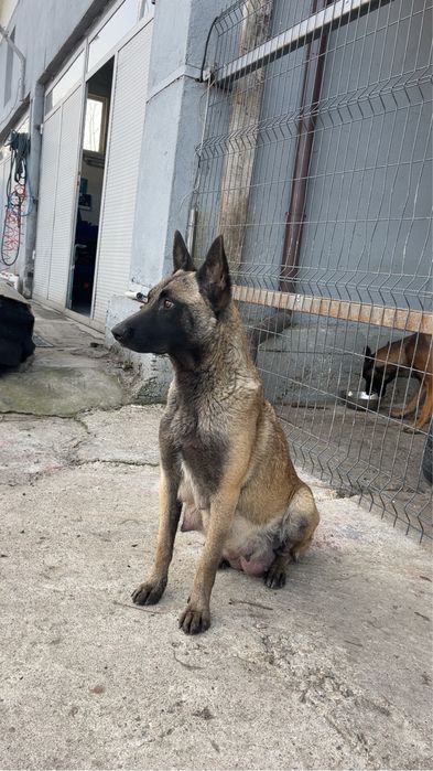 Белгийска овчарка