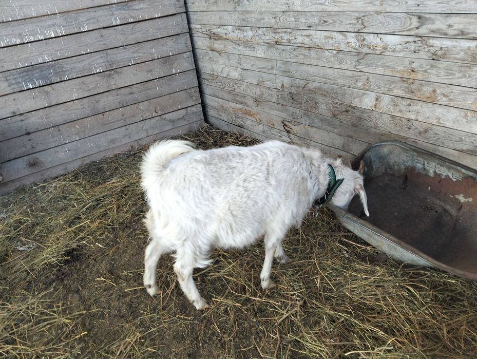 Продам козу зааненскую