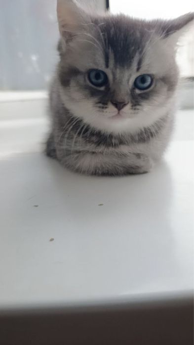 Урганчда сотилади скотиш шиншилла серий угилча