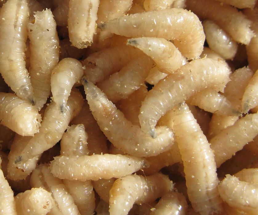 Опарыш. Лучшая цена!