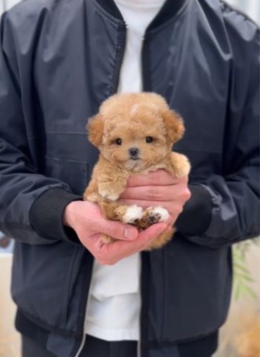 Щенок мальтипу девочка мини