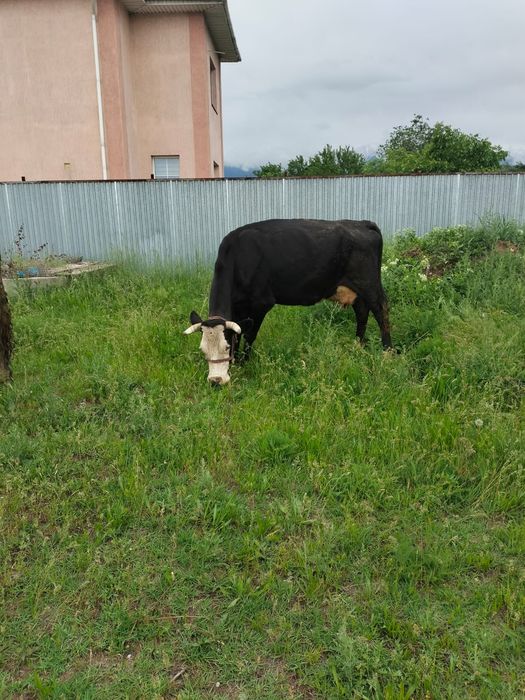 Дойная карова стельная корова