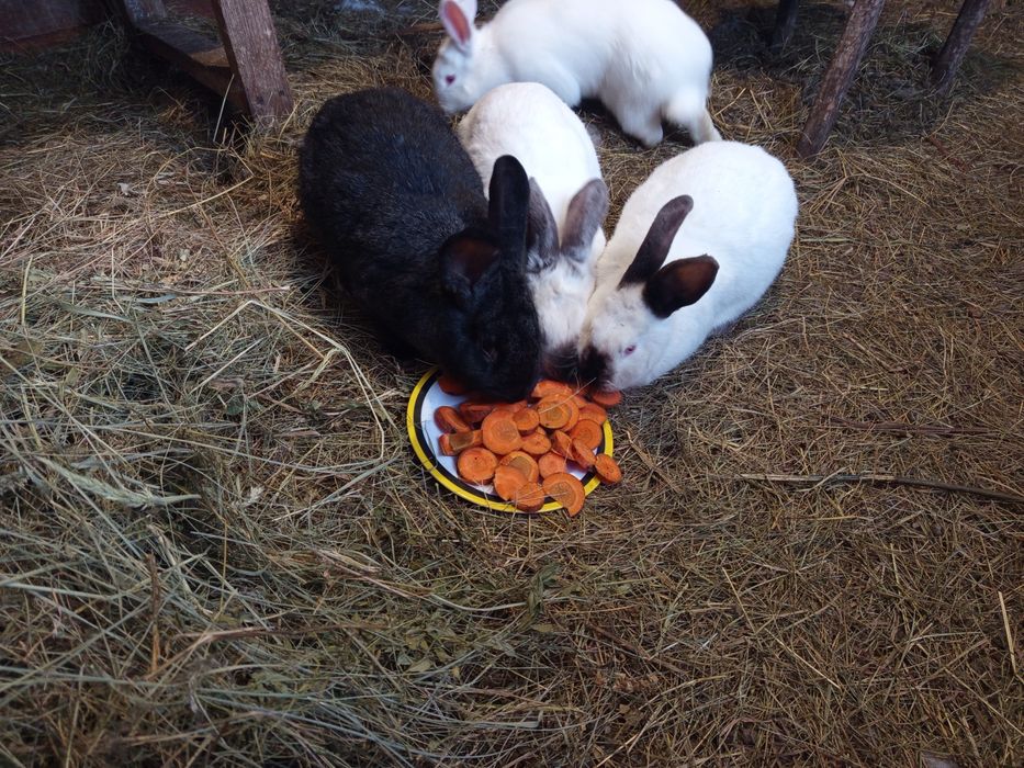 Продам самцов и самок кролика