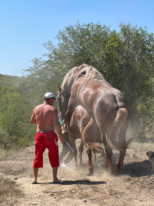 Vând armăsar! Cuminte ,bun de monta,sta la călărit, bun la pădure !