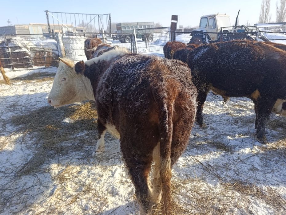 Семиз сиыр сатылады