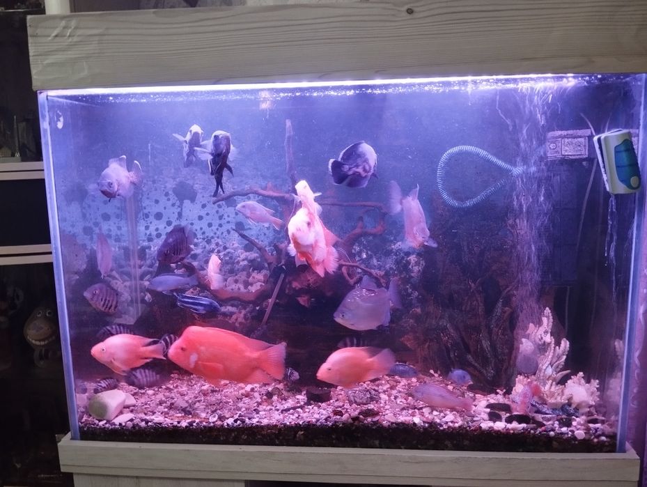 Аквариум оборудованный