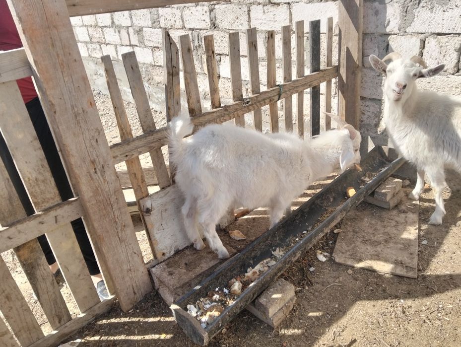 Лақ сатылады еркек лақ