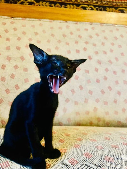 Ориентальные котята