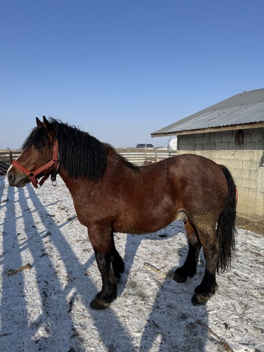 Vand armasar semigreu