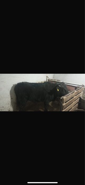 Бұқа Сатылаадыы!