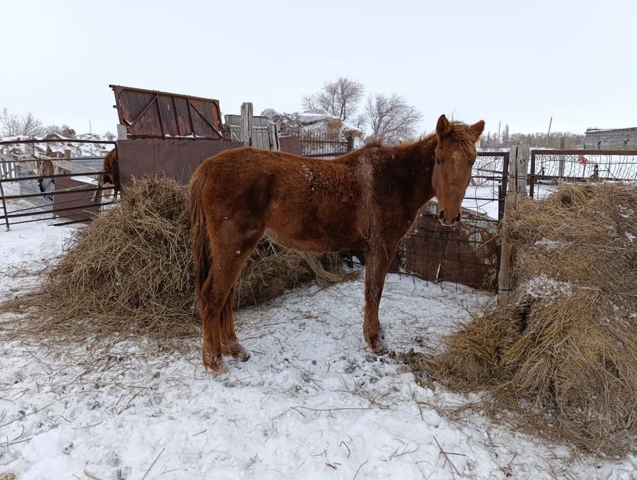 Донежин байтал сатылады