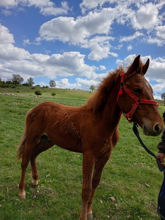 Mînz de 11 luni  de vânzare preț 3000 de lei