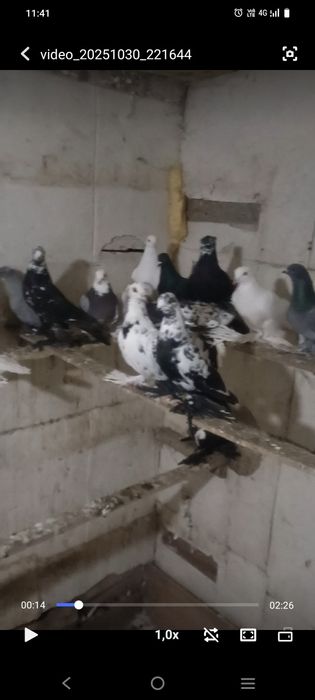 Продажа голубей молодые