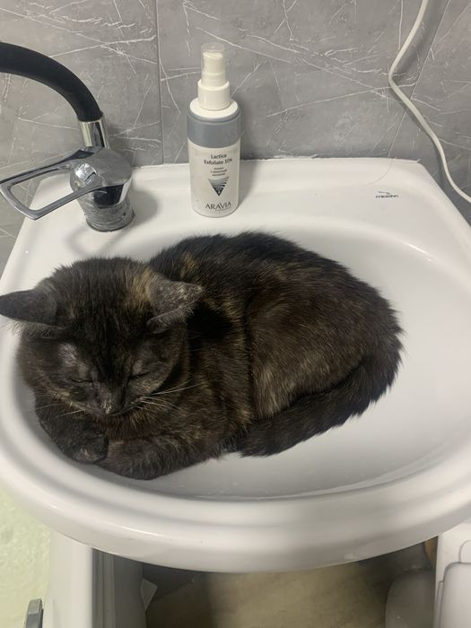 Потерялась кошечка