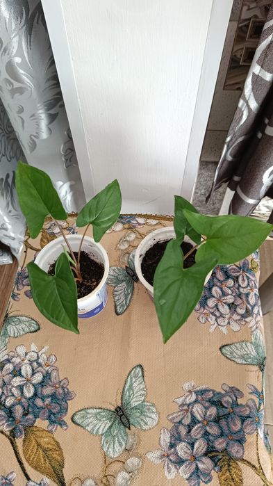 Срочно Недорого продам комнатные  цветы