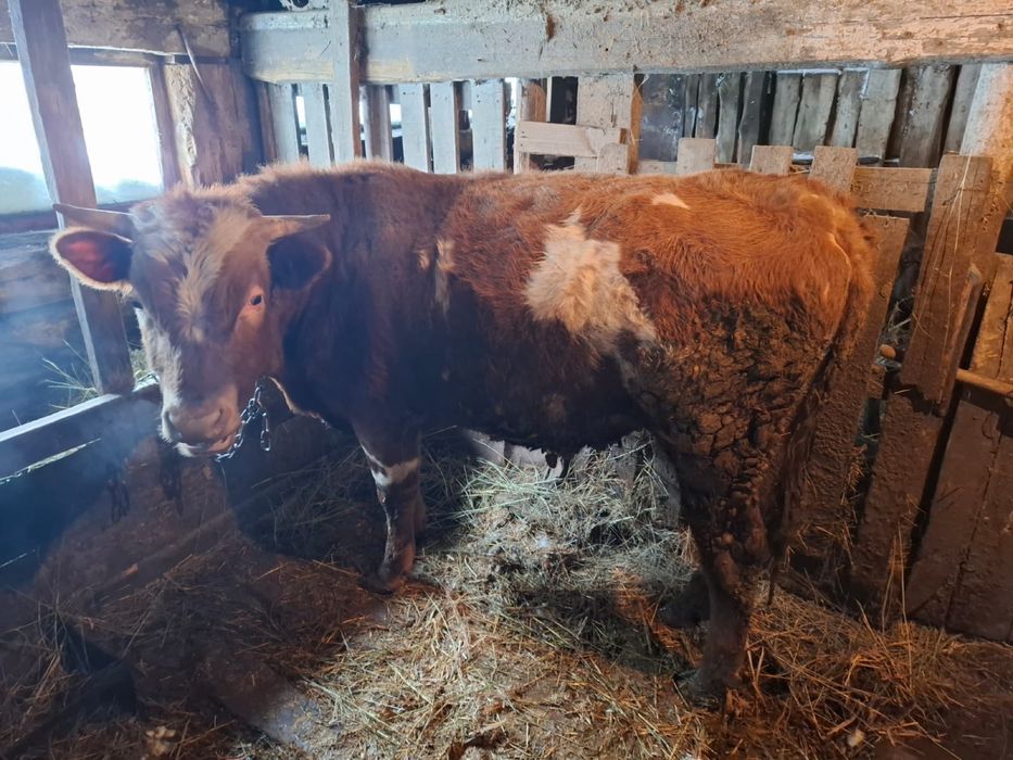 Продам быка на мясо