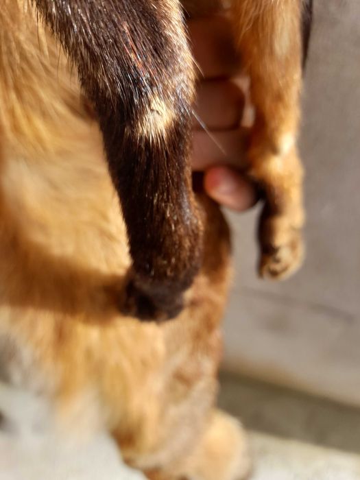 Обработена кожа от лисица